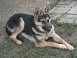 athena - Berger Allemand (2 ans)