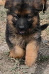 Kiwi - Berger Allemand Mâle (9 mois)
