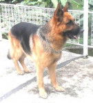 Maverick - Berger Allemand Mâle (3 ans)