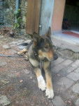 bounty - Berger Allemand Mâle (3 ans)