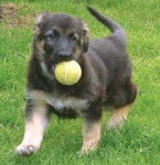 simba - Berger Allemand (1 an)