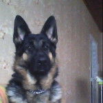 kousco - Berger Allemand M&acirc;le (1 an)