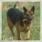 Lilas - Berger Allemand (9 ans)