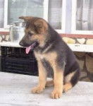 kima - Berger Allemand (2 mois)