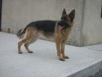 Roxane - Berger Allemand (4 ans)
