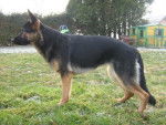 Rex - Berger Allemand M&acirc;le (5 ans)