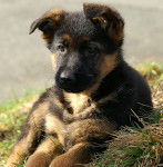 Benji - Berger Allemand M&acirc;le (8 mois)