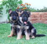 Serena y Sahira - Berger Allemand (1 mois)
