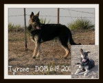Tyrone 2nd photo - Berger Allemand Mâle (6 mois)