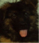 Jack - Berger Allemand Mâle (11 mois)