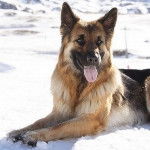 Zeus - Berger Allemand M&acirc;le