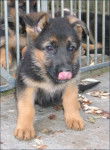 trop chou - Berger Allemand (2 mois)