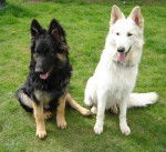 max and snow - Berger Allemand M&acirc;le (1 an)