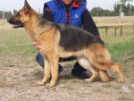 Von_turel - Berger Allemand (2 ans)