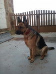 Eywa - Berger Allemand (2 ans)