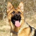 rex - Berger Allemand M&acirc;le (2 ans)