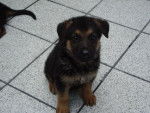 mOLLY *-* - Berger Allemand (2 mois)