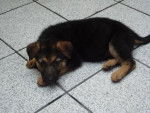 mOLLY *-* - Berger Allemand (2 mois)