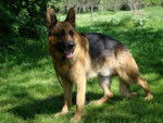 Chanel - Berger Allemand (3 ans)