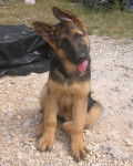 didjie chiot - Berger Allemand