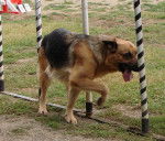 una d&eacute;c&eacute;d&eacute; - Berger Allemand (5 ans)