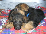 Belle et Braise chiots - Berger Allemand (2 mois)