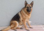 dacota - Berger Allemand (5 ans)
