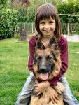 Ayda - Berger Allemand (4 ans)