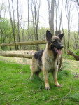 Clover - Berger Allemand (4 ans)