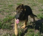 Cuca - Berger Allemand (4 mois)