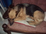 india - Berger Allemand (8 ans)