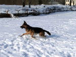 Angel - Berger Allemand (4 ans)