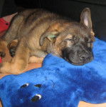 Schlafmonster ;D - Berger Allemand M&acirc;le (2 mois)