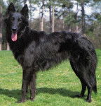 dixy2 - Berger Allemand M&acirc;le (1 an)