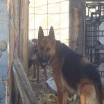Adolfo - Berger Allemand M&acirc;le (2 ans)