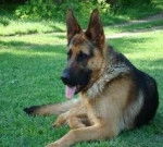 Morena - Berger Allemand (3 ans)