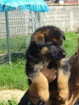 even - Berger Allemand Mâle (6 mois)