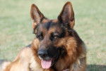 Adonis - Berger Allemand M&acirc;le (6 ans)