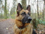 Bonny - Berger Allemand (6 ans)