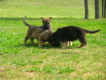 Maya,Rex y Syra - Berger Allemand (2 mois)