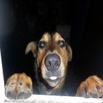 Max - Berger Allemand M&acirc;le (1 an)