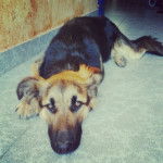 kira - Berger Allemand (6 mois)