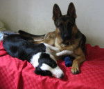 Heidi(bc) e Hira(pt) - Berger Allemand (3 ans)