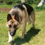 Leo - Berger Allemand Mâle (1 an)