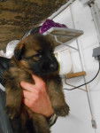 Haltesse - Berger Allemand (1 mois)
