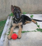 Belle chiot - Berger Allemand (2 mois)