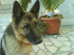 Rika - Berger Allemand (8 ans)