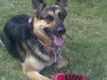 Lucy - Berger Allemand (3 ans)