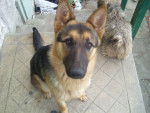 VAYRA - Berger Allemand (10 mois)
