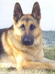 JULES - Berger Allemand Mâle (5 ans)
